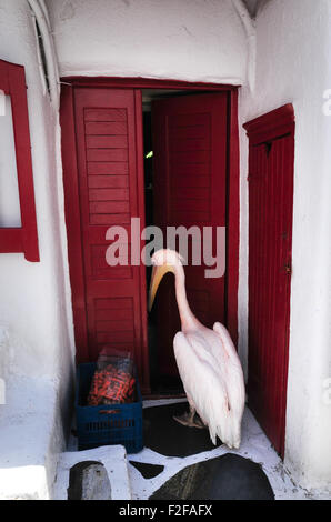 Petros der Pelikan, Maskottchen von Mykonos, auf der Suche nach Essen im restaurant Stockfoto