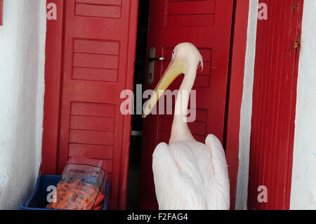 Petros der Pelikan, Maskottchen von Mykonos, auf der Suche nach Essen in Restaurantküche Stockfoto