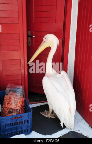 Petros der Pelikan, Maskottchen von Mykonos, auf der Suche nach Essen im restaurant Stockfoto