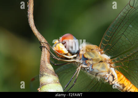 Libelle auf Blatt Stockfoto