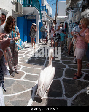 Straßenszene in Mykonos mit Petros der Pelikan, Maskottchen von Mykonos, unterhaltsame Touristen Stockfoto