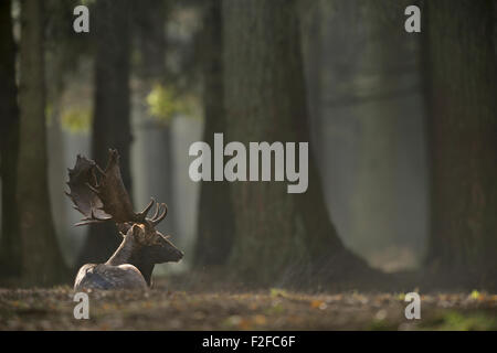 Damwild / Damhirsch (Dama Dama) lag / liegt auf dem Boden eines dunstigen Licht überfluteten Waldes. Stockfoto