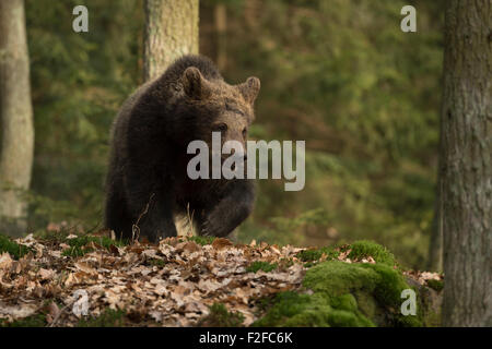 Europäischer Braunbär / Europäischer Braunbär (Ursus Arctos) geht, läuft durch einen Wald mit Boden welke Laub bedeckt. Stockfoto