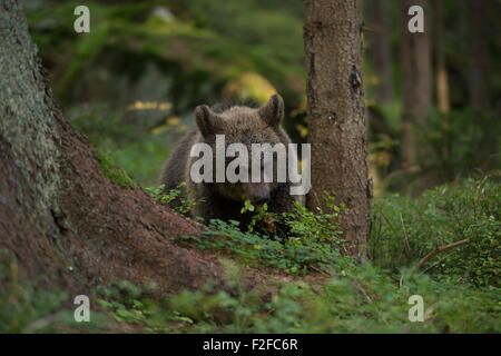 Junger Europäischer Braunbär, süßer Becher, ( Ursus arctos ) isst, ernährt sich von Heidelbeeren in einem natürlichen Wildwald, Europa. Stockfoto
