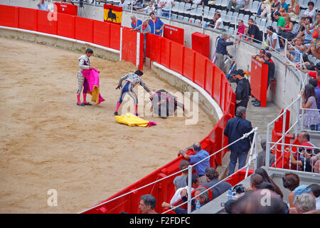 BARCELONA, Spanien - 1. August 2010: Toreador und ein besiegt Stier in der Arena La Monumental, Barcelona, Katalonien, Spanien Stockfoto