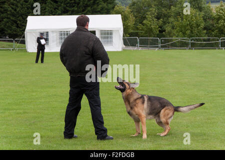 Polizeihund Studien in England. Ein deutsche Sheppard Hund greift einen Verbrecher, während der Richter blickt auf. . Stockfoto