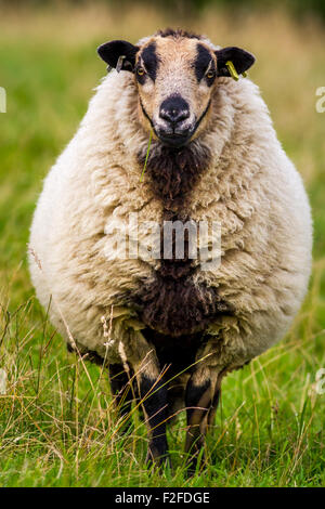 Dachs Gesicht Waliser Bergschafe Blick in die Kamera, UK Stockfoto