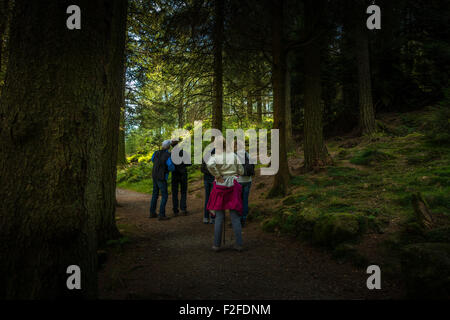 Gruppe von Menschen Vogelbeobachtung in der Wald neben Blea Tarn, Lake District, Cumbria, England Stockfoto