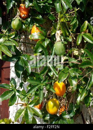 Früchte der Passionsblume, Passiflora Caerulea, UK Stockfoto