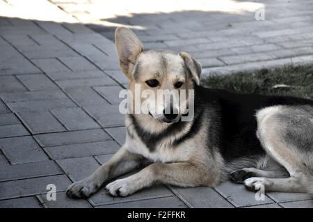 Hund liegt auf dem Bürgersteig Stockfoto