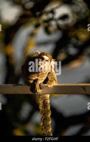 Sagui Affen sind freundliche Hand Größe kleine Affen, die in der tropischen Küstenregenwald, Morro De Leme, Rio De Ja gefunden werden Stockfoto