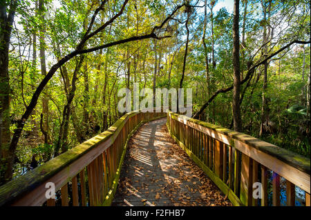 Holzbrücke in einem Wald, Kirby Storter Straßenrand Park, Unterreichenbach, Collier County, Florida, USA Stockfoto