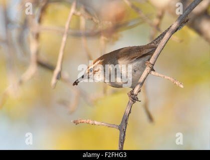 Bewick ´s Wren tragen ein Insekt, bereit um die Brut zu ernähren Stockfoto