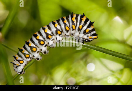 Schöne schwarz, weiß und gelb-schwarzen Schwalbenschwanz-Raupe Stockfoto