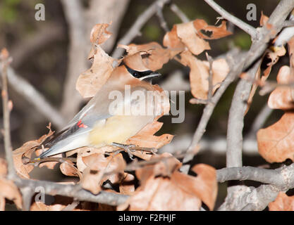 Zeder Seidenschwanz, Bombycilla Cedrorum getarnt in einer Eiche unter trockenen Blättern, so dass es schwierig für Raubtiere zu finden Stockfoto