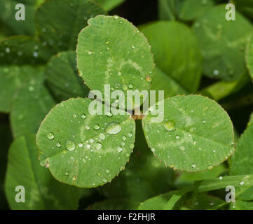 Weiß-Kleeblatt mit Regentropfen im Sommer Stockfoto