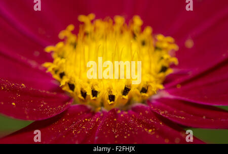 Makro einer Magenta Cosmos Blume mit Pollen auf Blütenblätter verstreut Stockfoto