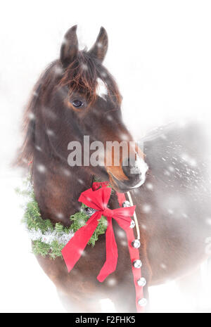 Süße arabische Pferd mit einem Weihnachten Kranz und Jingle bells Stockfoto