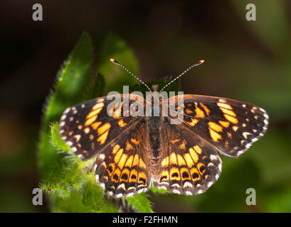 Kühn karierte Gorgone Checkerstpot Schmetterling auf grünen Blättern des Black-Eyed Susan Blume; Dorsalansicht Stockfoto