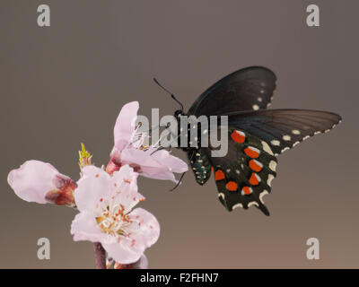 Fütterung auf grüner Schwalbenschwanz-Schmetterling und Bestäubung eine Pfirsichblüte im zeitigen Frühjahr Stockfoto