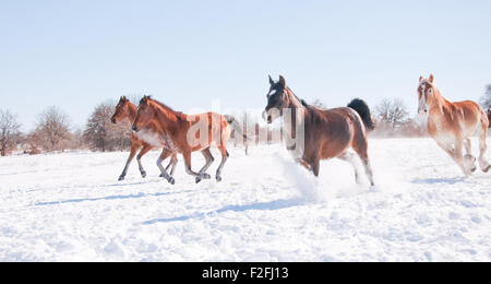 Pferde im Galopp bergab in einer verschneiten Winterlandschaft Weide weit offen Stockfoto