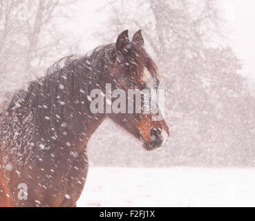 Dunkle Bucht Araberhengst in einem Schneesturm Stockfoto