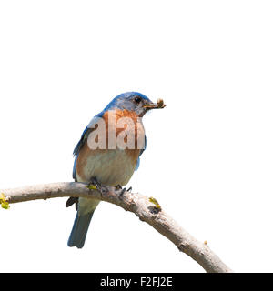 Männliche östlichen Bluebird mit ein Insekt im Schnabel für die Brut; isoliert auf weiss Stockfoto