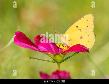 Colias Eurytheme, Orange Schwefel Schmetterling, Fütterung auf eine tiefrote Cosmos Blume Stockfoto