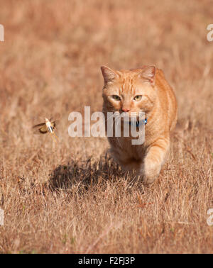 Orange Tabby Katze Jagd eine Heuschrecke im Flug, auf trockenen Herbst Rasen-Hintergrund Stockfoto