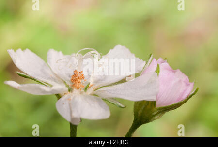 Blasse Poppy Malve Blüte weit offen vor leichten grünen Sommer Hintergrund Stockfoto