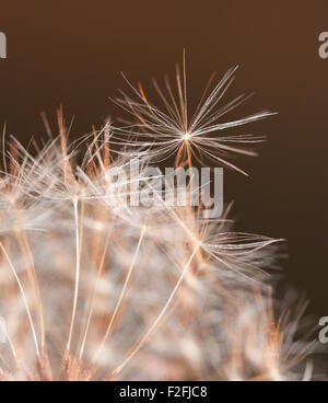 Bis zum flugfertigen Modell - einem einzigen Löwenzahn Samen zu trennen von der Löwenzahn Uhr beleuchtet von späten Abendsonne in gelb und orange Stockfoto