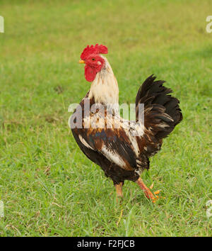 Schöne bunte Zwerg Hahn Hintergrund sommergrün Stockfoto