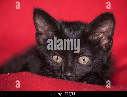 Entzückende schwarze Kätzchen spähen, auf roter Decke Stockfoto
