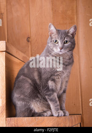 Blau Tabby Katze auf rustikale Holztreppe Stockfoto
