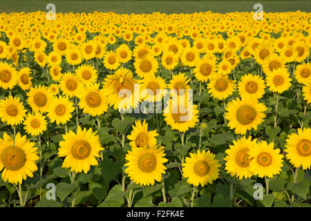 Sonnenblumen (Helianthus SP.) in einem Feld Stockfoto