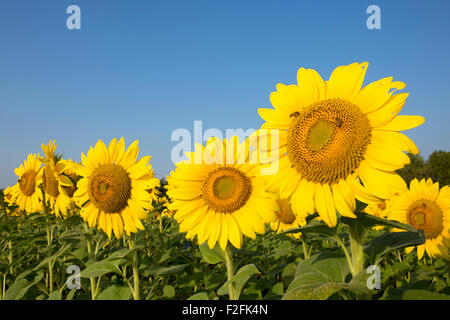 Sonnenblumen (Helianthus SP.) in einem Feld Stockfoto