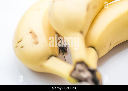 Redback Spinne neben ein paar Bananen, Australien Stockfoto