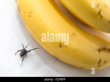 Redback Spinne neben ein paar Bananen, Australien Stockfoto