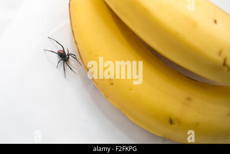 Redback Spinne neben ein paar Bananen, Australien Stockfoto