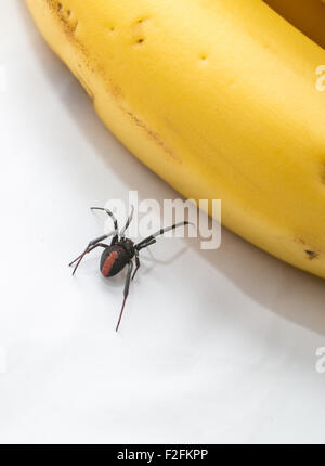 Redback Spinne neben ein paar Bananen, Australien Stockfoto