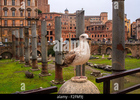 Ansicht der Kaiserforen in Rom, Italien Stockfoto