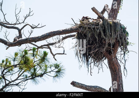 Fischadler füttert seine Jungen in einem riesigen Nest. (USA) Stockfoto