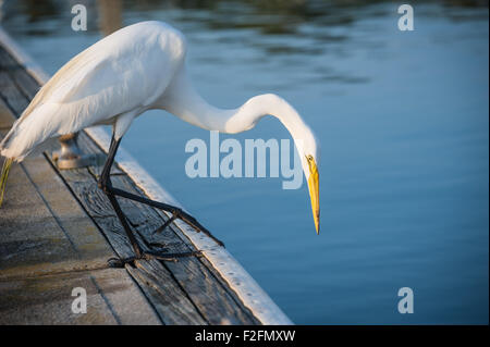 Weiße Reiher "Fischerei" ein Dock am St. Augustine Municipal Marina in St. Augustine, Florida, USA. Stockfoto