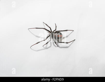 Redback Spinne, Australien Stockfoto