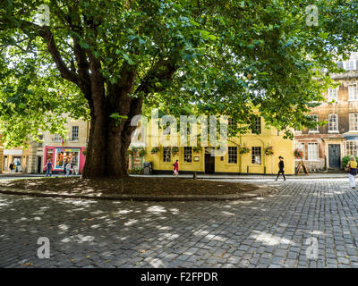 Ein Baum steht mitten auf dem Platz in Bath city Stockfoto