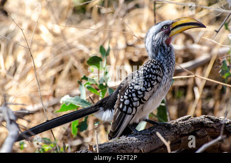 Yellowbilled Hornbill im Norden Namibias (Zambezi Region) Stockfoto