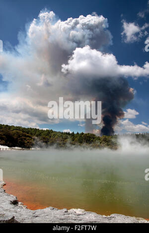 Waldbrand im Wai-o-Tapu geothermal Bereich in Rotorua, Nordinsel, Neuseeland Stockfoto