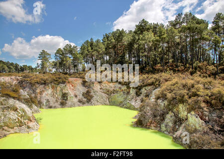 Wai-o-Tapu geothermal Bereich in Rotorua, Nordinsel, Neuseeland Stockfoto