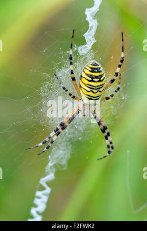 Wasp Spider (Argiope Bruennichi), weiblichen sitzen in Web, North Rhine-Westphalia, Deutschland Stockfoto