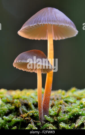 Blutende Fee Helm (Mycena Haematopus), North Rhine-Westphalia, Germany Stockfoto